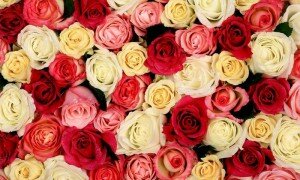 Multi-Colored-Roses-1-1024x768