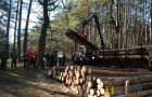 На Черкащиніи вирубають 20 га лісу