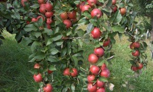 apple orchard 019